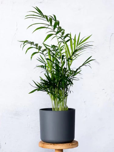 Bergpalme