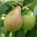 Birnbäume