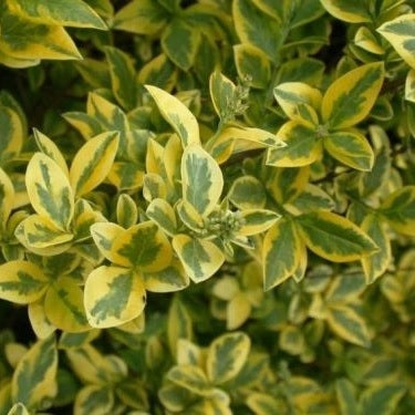 Goldliguster