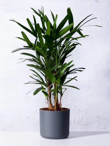 Steckenpalme