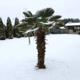 Winterharte Palmen