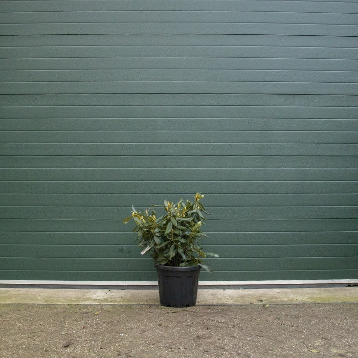 Rhododendron rot