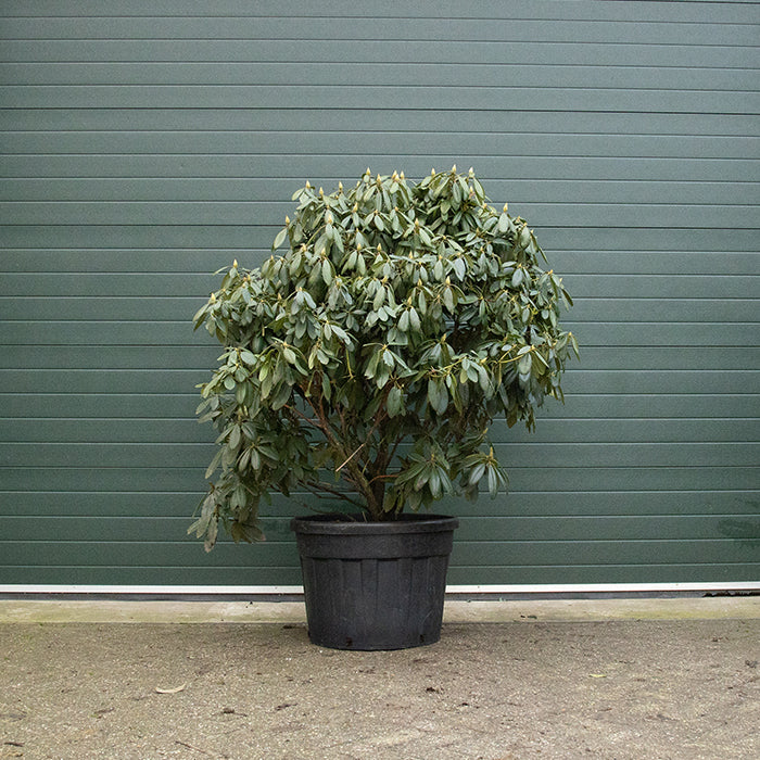 Rhododendron lila