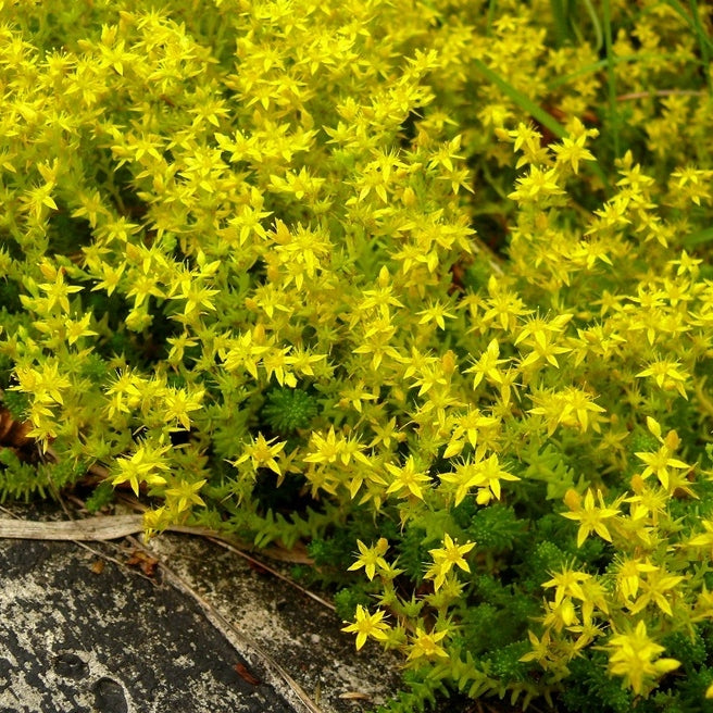 Sedum 'Yellow Queen'