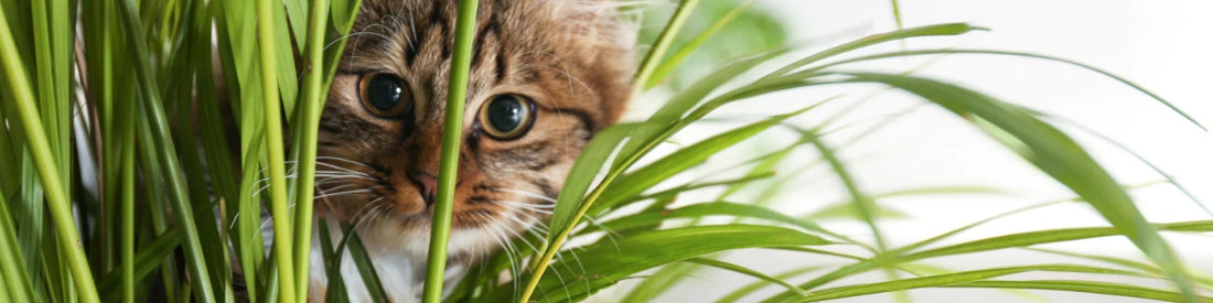 Ungiftige Zimmerpflanzen für Katzen