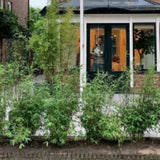 Bambuspflanzen als Hecke