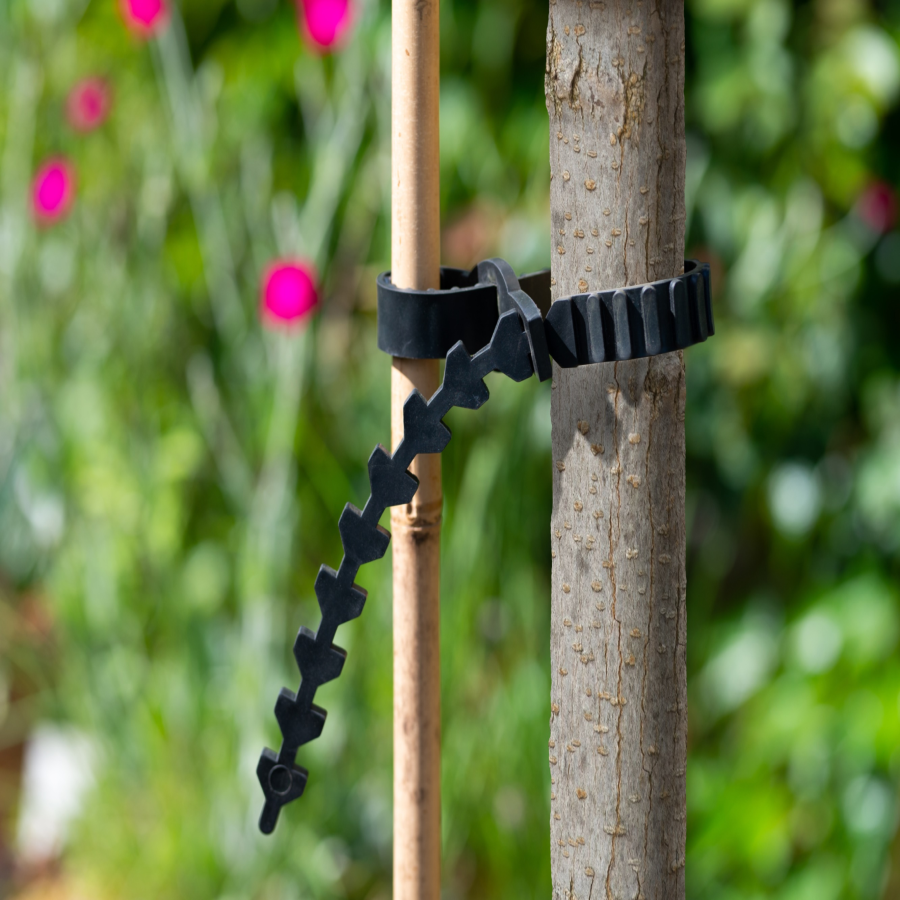 Baumband mit Schnalle