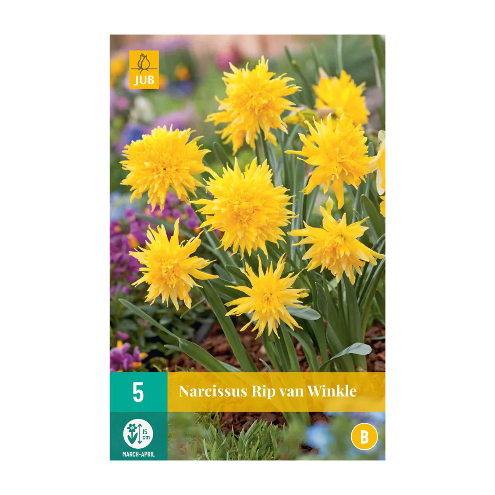 Narzissen Rip Van Winkle