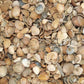 Nordseemuscheln