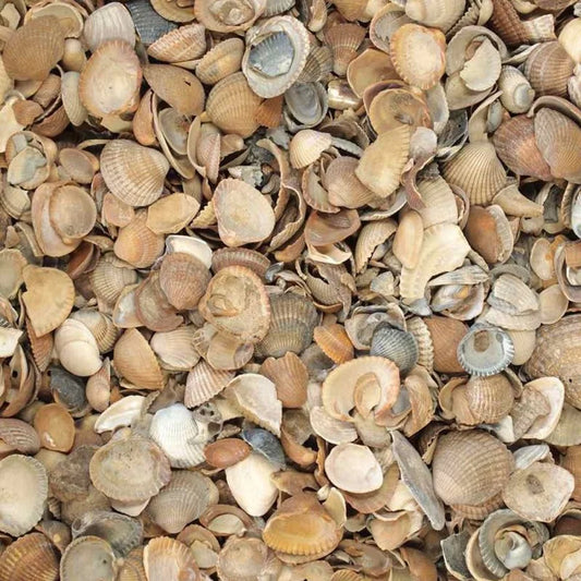 Nordseemuscheln