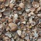 Nordseemuscheln