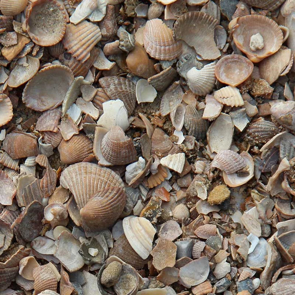Nordseemuscheln