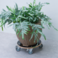 Pflanzentrolley - FSC® Holz
