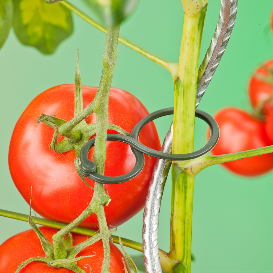 Tomaten-Pflanzenringe (25 Stück)