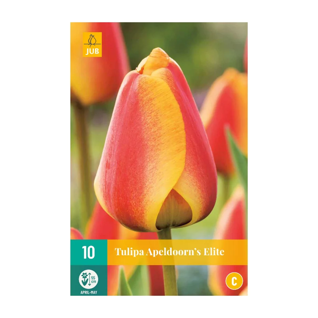 Tulpen Apeldoorns Elite