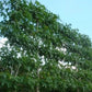 Amberbaum als Spalier