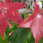 Amberbaum als Spalier