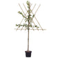 Spalier-Apfelbaum 'Benoni'
