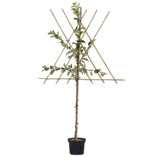 Spalier-Apfelbaum 'Benoni'