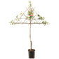 Spalier-Apfelbaum 'Cox's Orange Pippin'