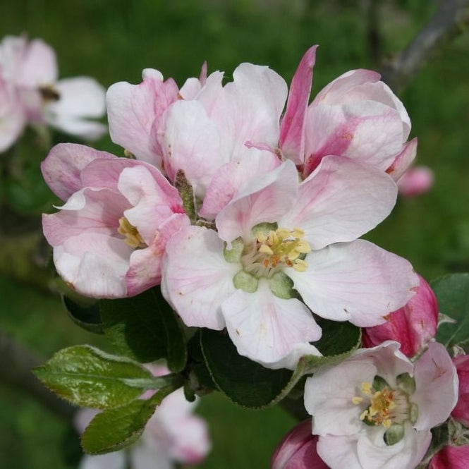 Apfelbaum 'Cox's Orange Pippin' Hochstamm