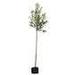 Apfelbaum 'Cox's Orange Pippin' Hochstamm