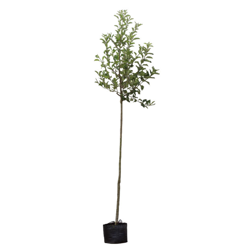 Apfelbaum 'Cox's Orange Pippin' Hochstamm