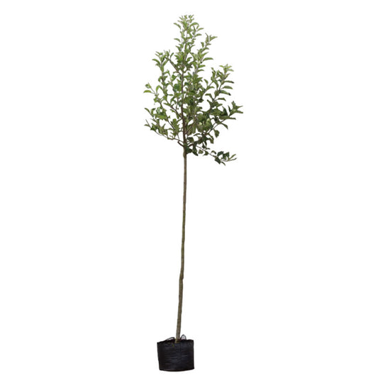 Apfelbaum 'Cox's Orange Pippin' Hochstamm