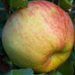 Apfelbaum 'Elstar' Halbstamm