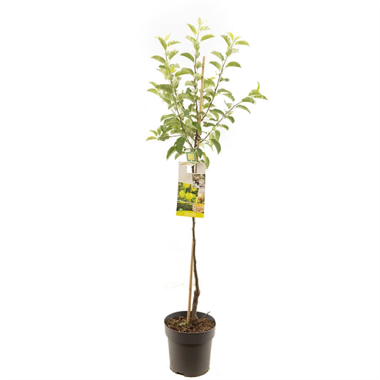 Apfelbaum 'Golden Delicious' Halbstamm