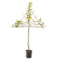 Spalier-Apfelbaum 'Golden Delicious' niedrig