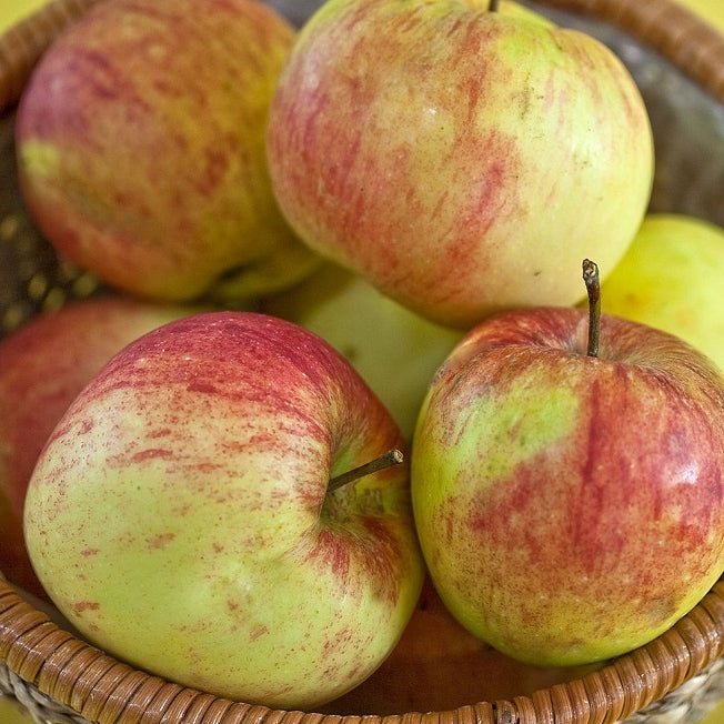 Apfelbaum 'James Grieve' Halbstamm