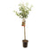 Apfelbaum 'Jonagold' Hochstamm (selbstbefruchtend)