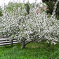 Apfelbaum 'Schöner aus Boskoop' Halbstamm