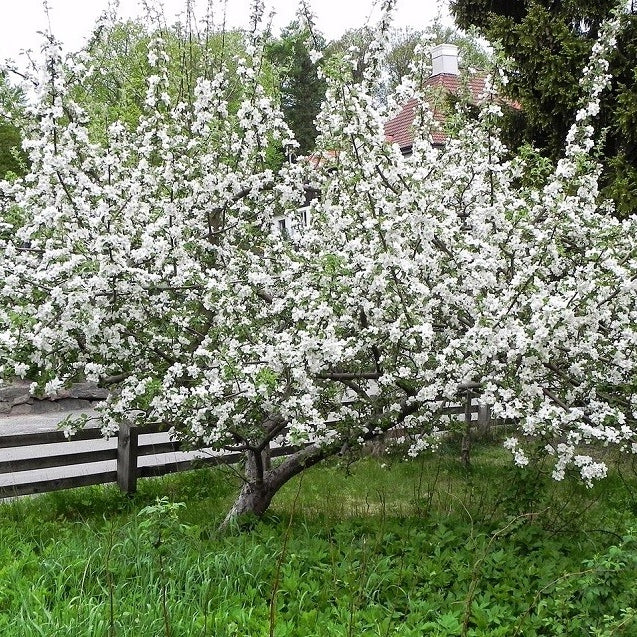 Apfelbaum 'Schöner aus Boskoop' Halbstamm