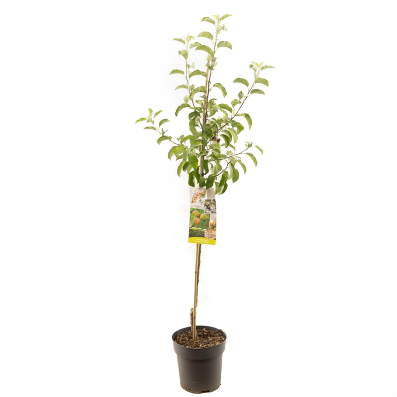 Apfelbaum 'Schöner aus Boskoop' Halbstamm