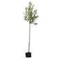 Apfelbaum 'Benoni' Hochstamm (selbstbefruchtend)