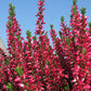 Besenheide rot