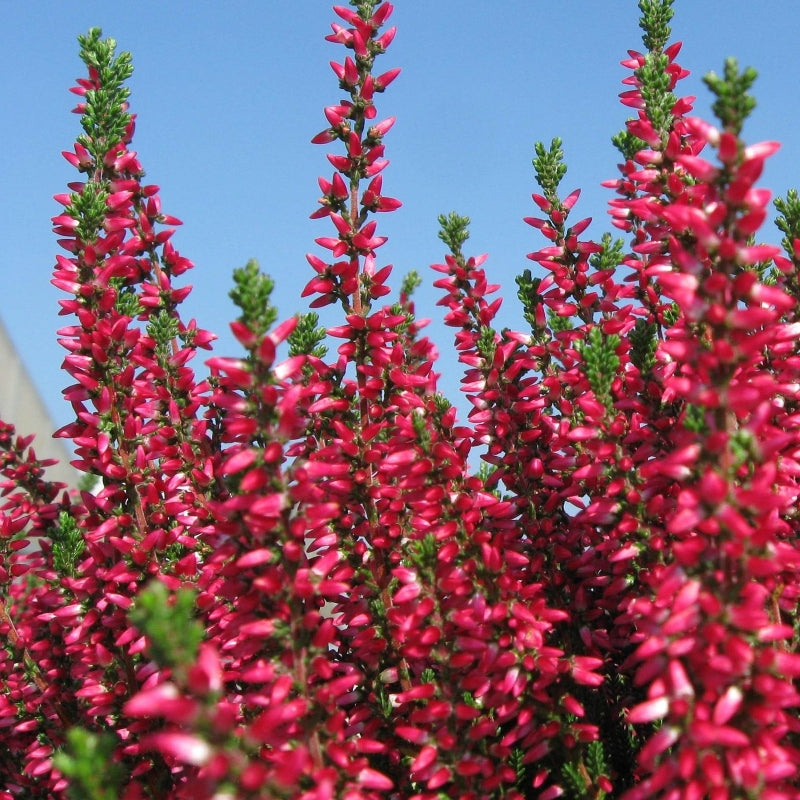 Besenheide rot