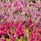 Besenheide rot