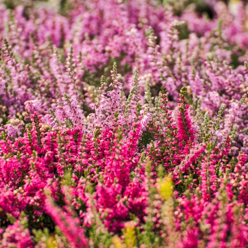 Besenheide rot