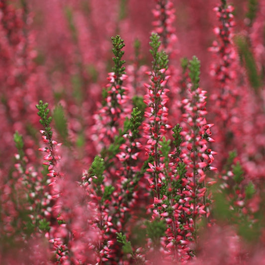 Besenheide rot