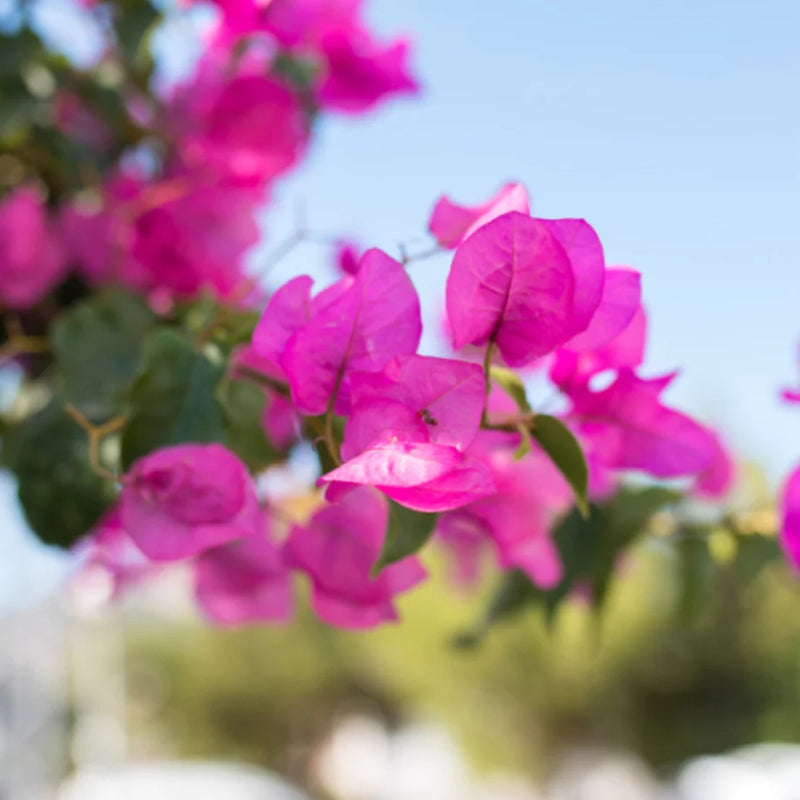 Bougainvillea Pyramide