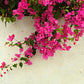 Bougainvillea Pyramide