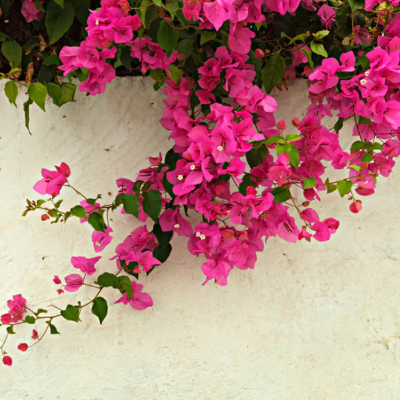 Bougainvillea Pyramide