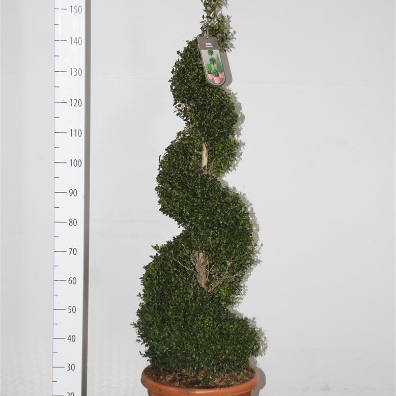 Buchsbaum Spirale