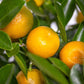 Calamondin-Orange