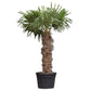 Chinesische Hanfpalme