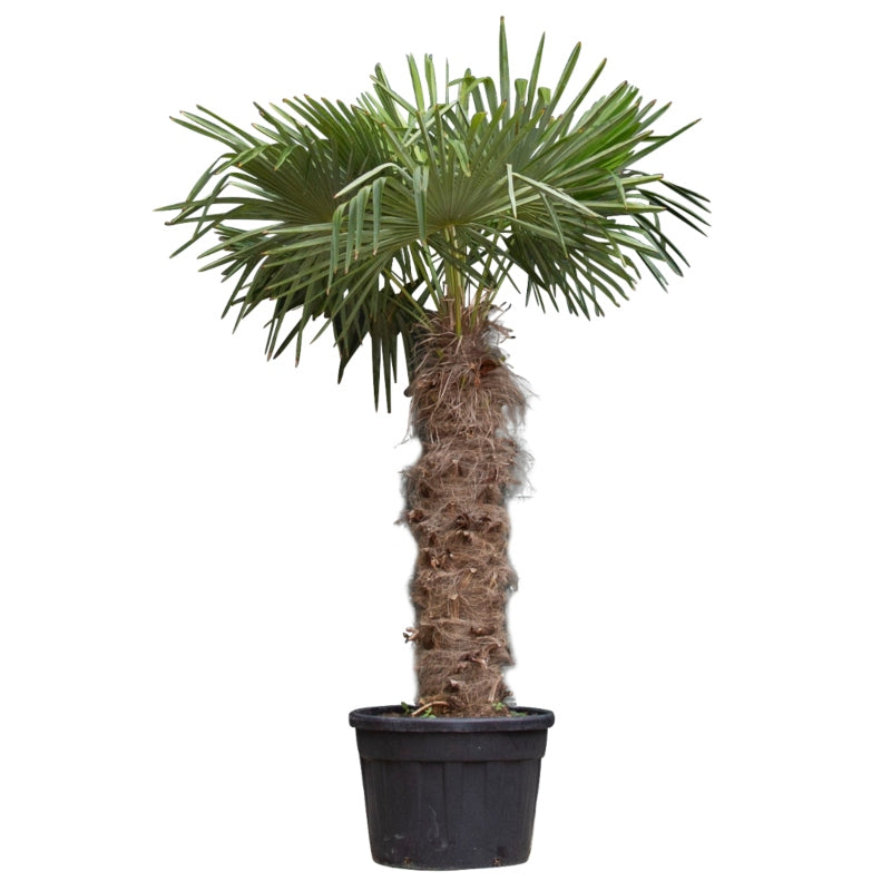 Chinesische Hanfpalme