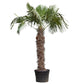 Chinesische Hanfpalme